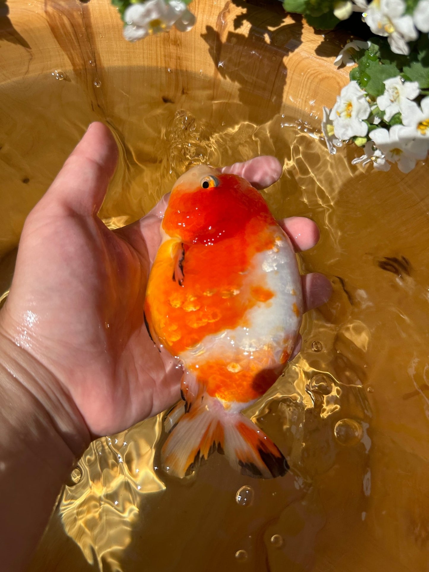 Sakura Ranchu - 5 inches - Lunar Fancies