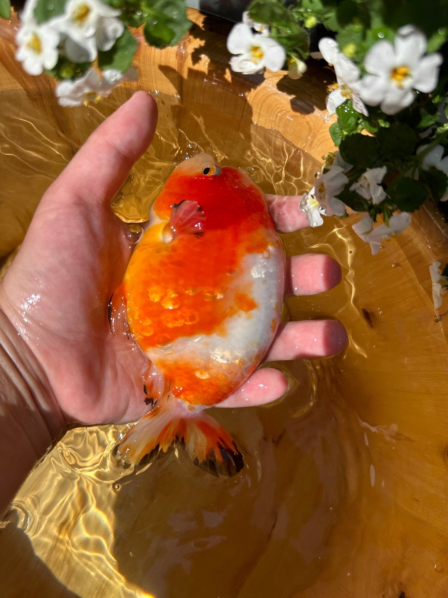 Sakura Ranchu - 5 inches - Lunar Fancies