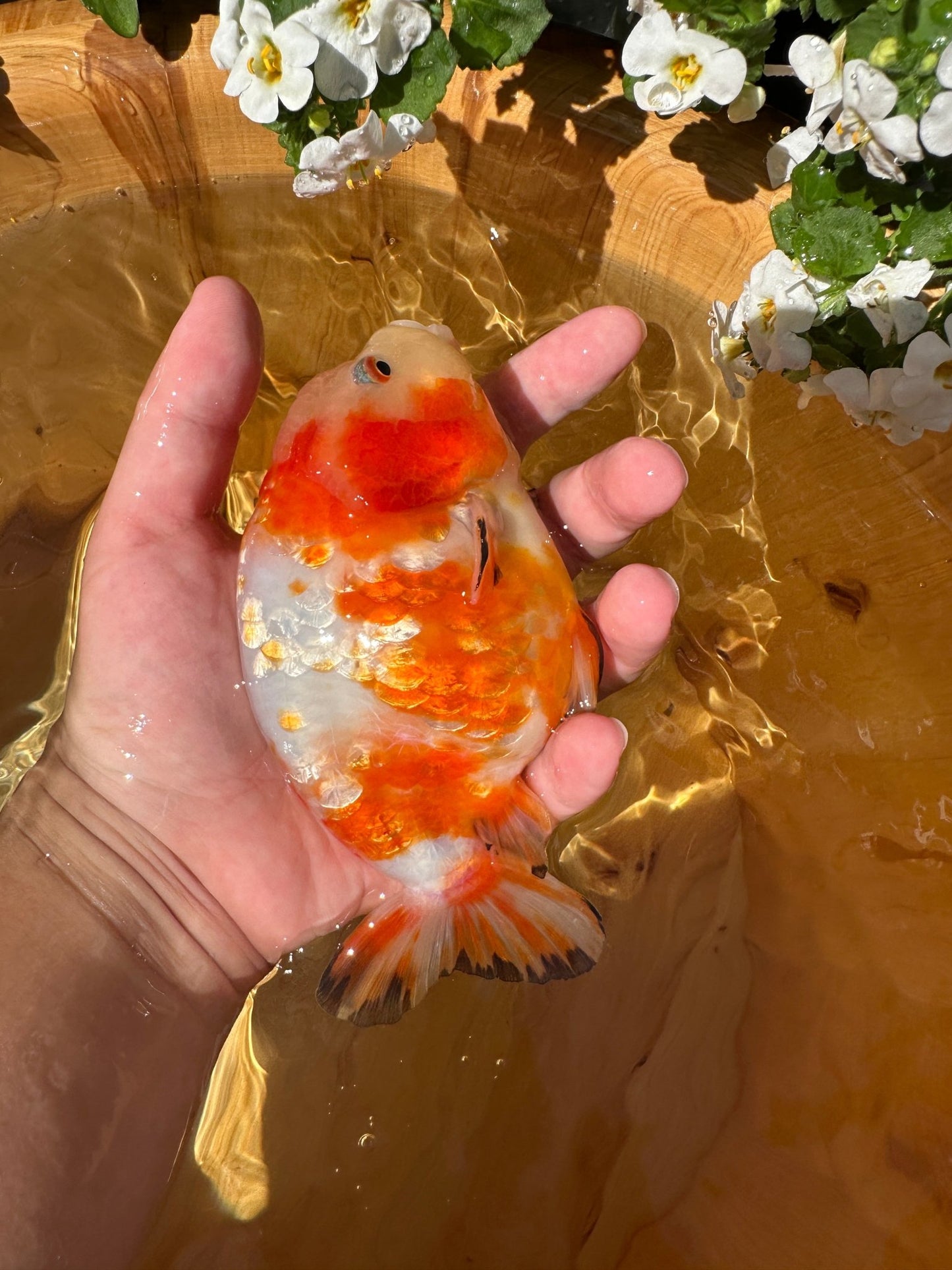 Sakura Ranchu - 5 inches - Lunar Fancies