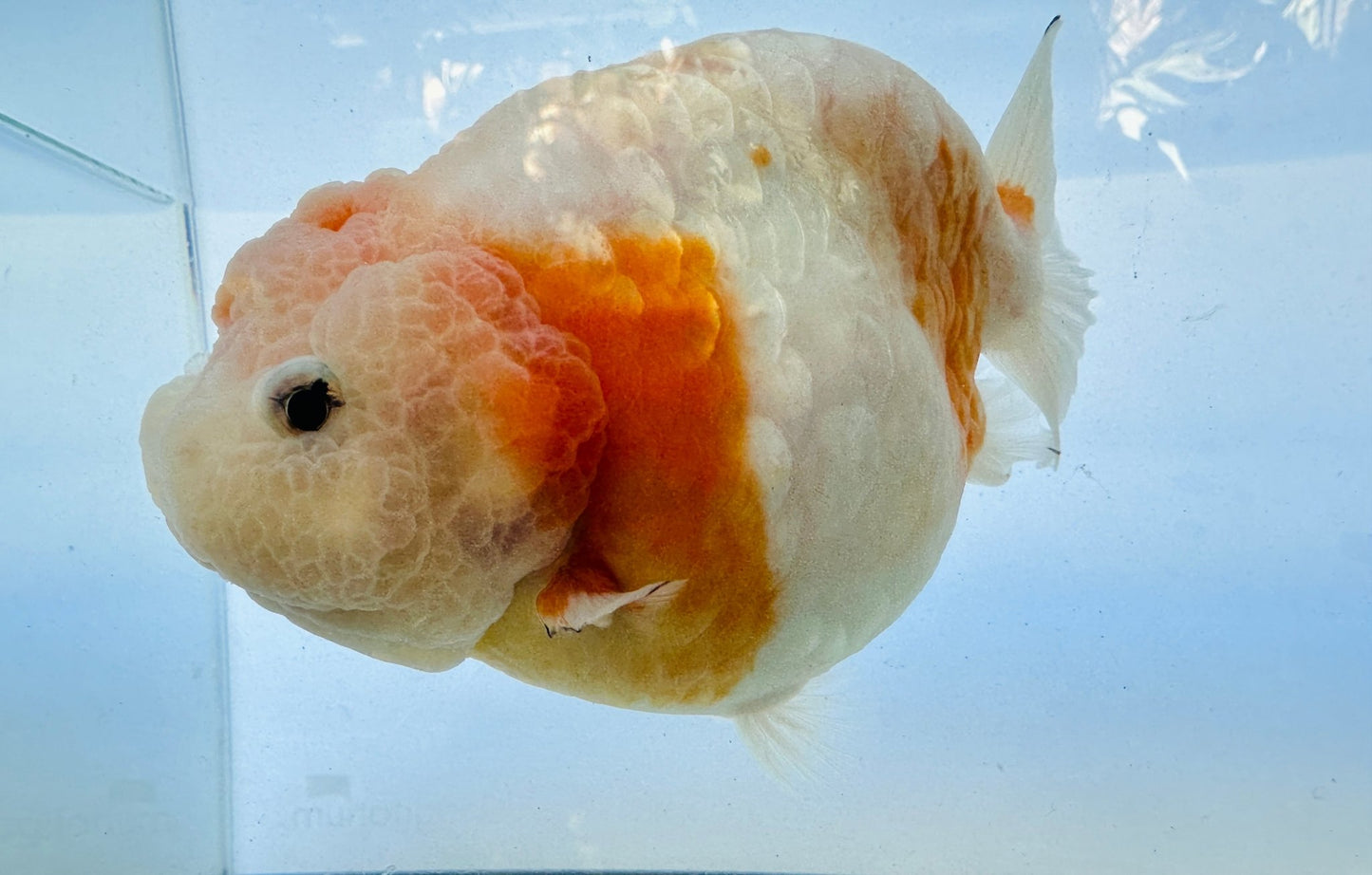 Sakura Ranchu (F, 5'') - Lunar Fancies