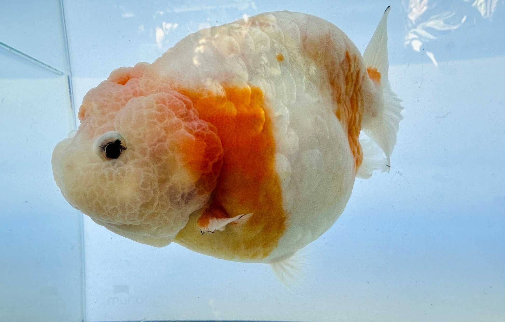 Sakura Ranchu (F, 5'') - Lunar Fancies