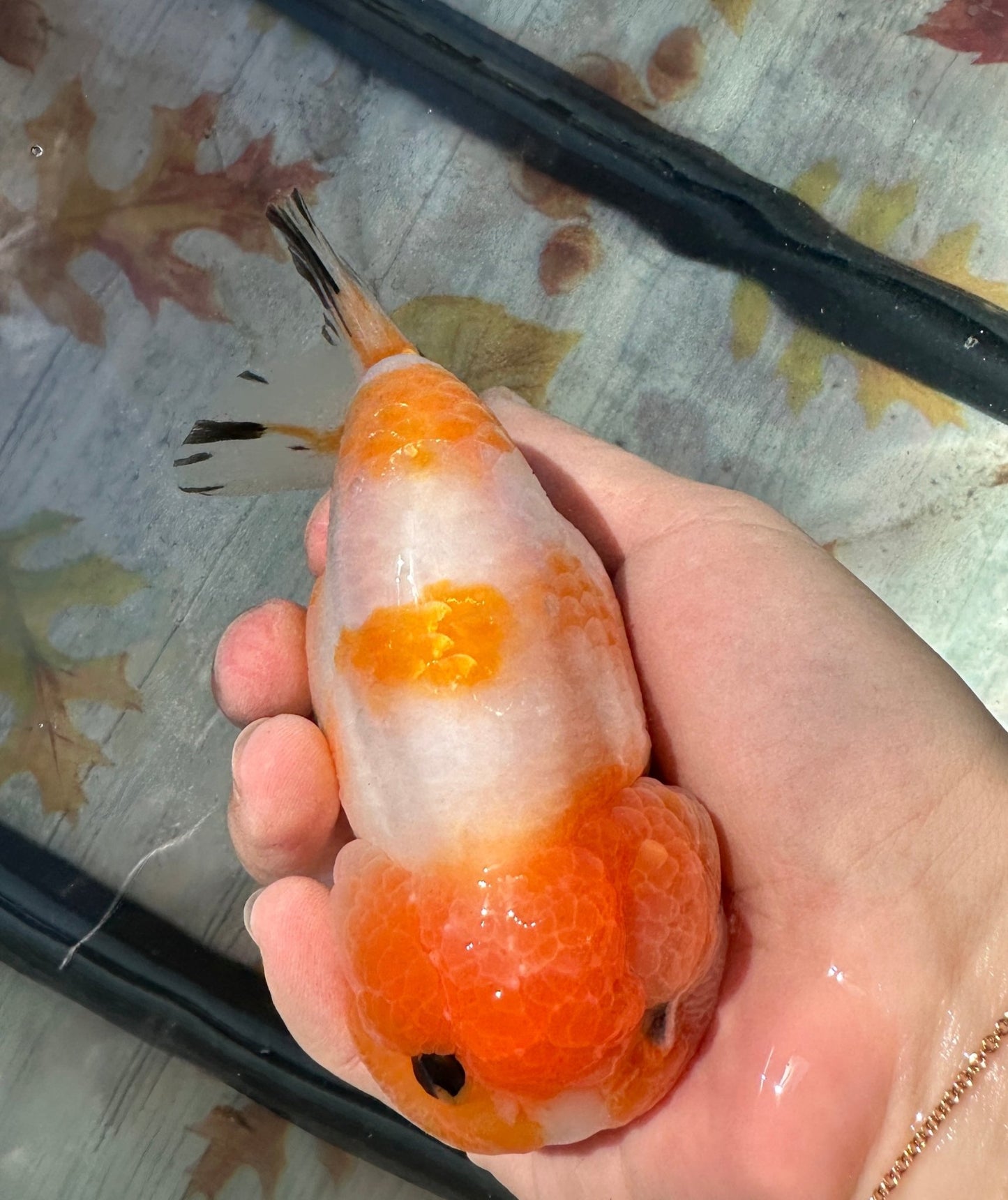 Sakura Ranchu (F, 5'') - Lunar Fancies