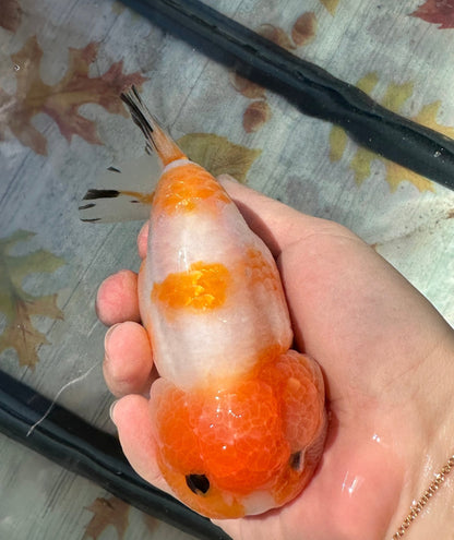 Sakura Ranchu (F, 5'') - Lunar Fancies