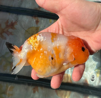Sakura Ranchu (F, 5'') - Lunar Fancies