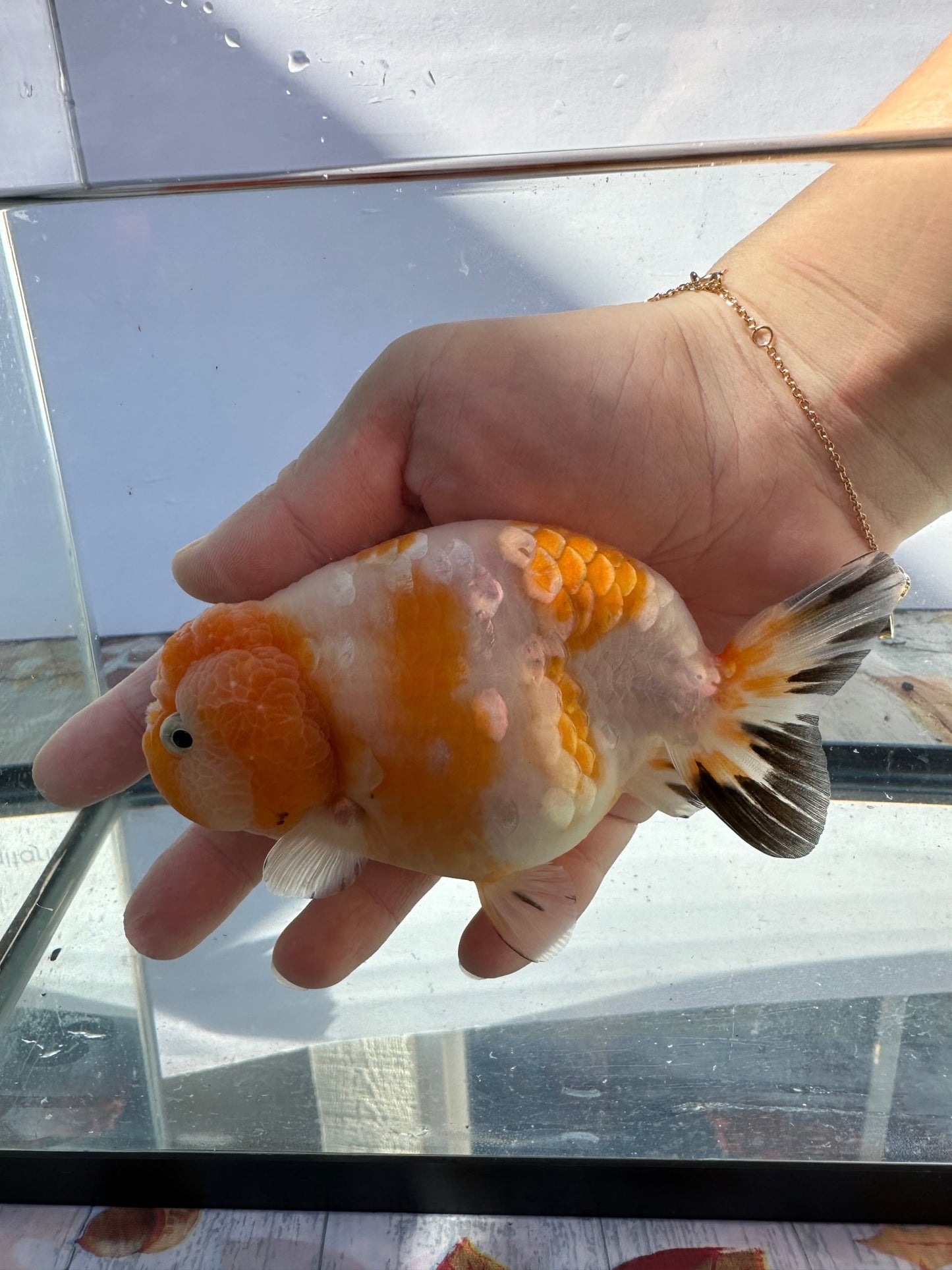 Sakura Ranchu (F, 5'') - Lunar Fancies