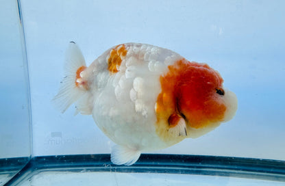 Sakura Ranchu (F, 5'') - Lunar Fancies