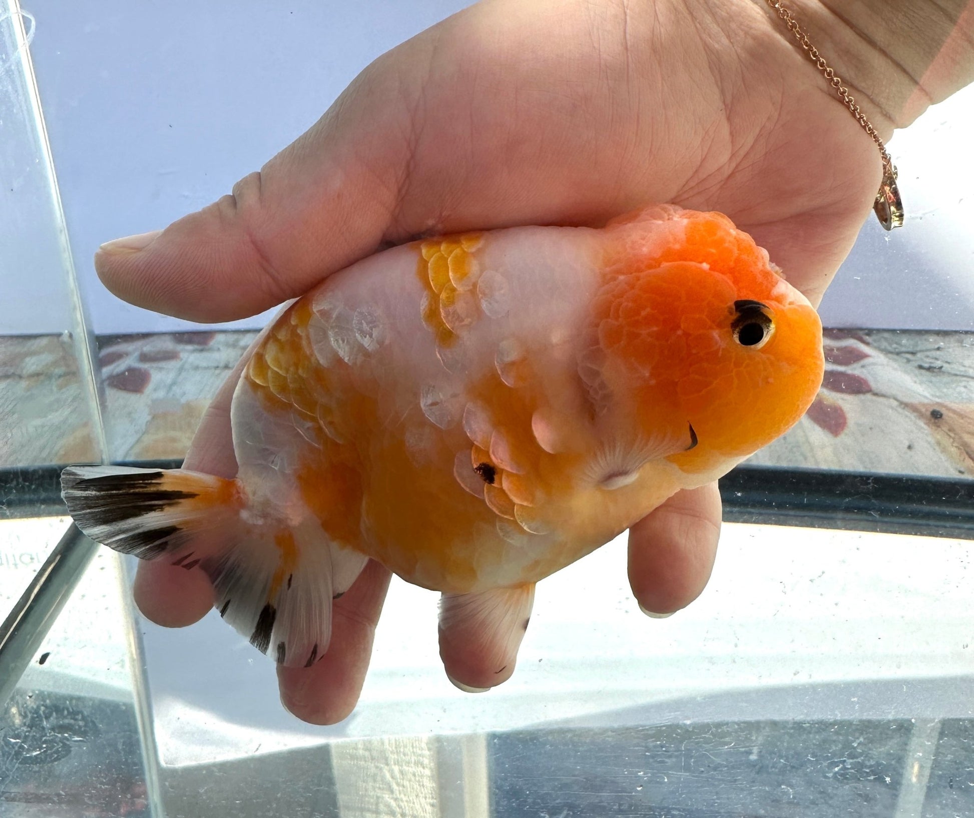 Sakura Ranchu (F, 5'') - Lunar Fancies