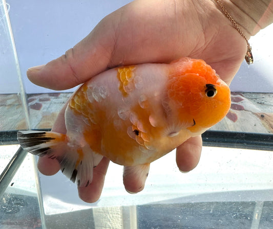 Sakura Ranchu (F, 5'') - Lunar Fancies