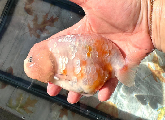 Sakura Ranchu (M, 5'') - Lunar Fancies