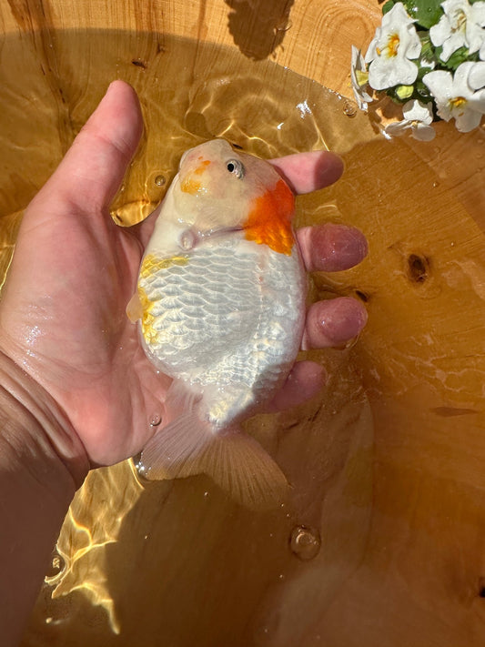Single Red Spot Ranchu - 4.5 inches - Lunar Fancies
