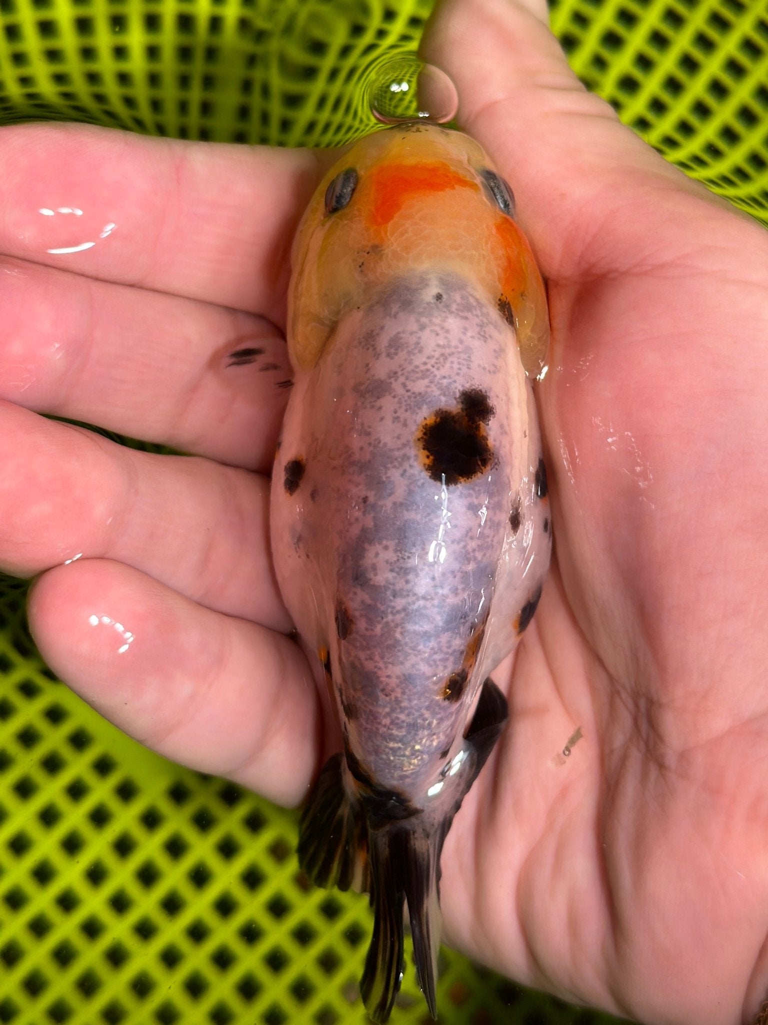 Snow Leopard Ranchu - 3 Inches (Individual Fish) - Lunar Fancies