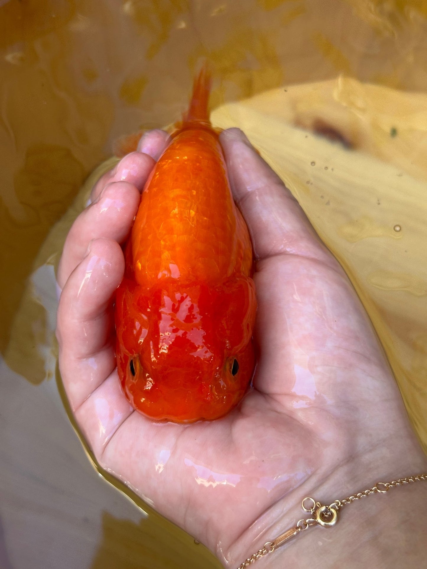 The Fiery Red Ranchu - 4.5 inches - Lunar Fancies