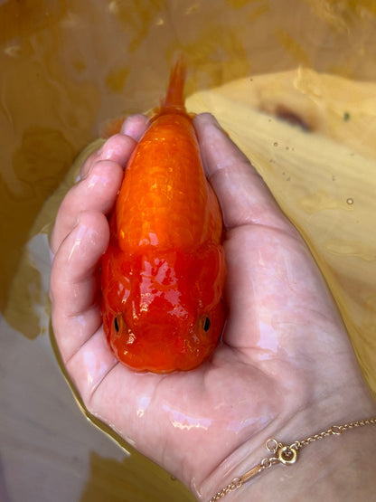 The Fiery Red Ranchu - 4.5 inches - Lunar Fancies