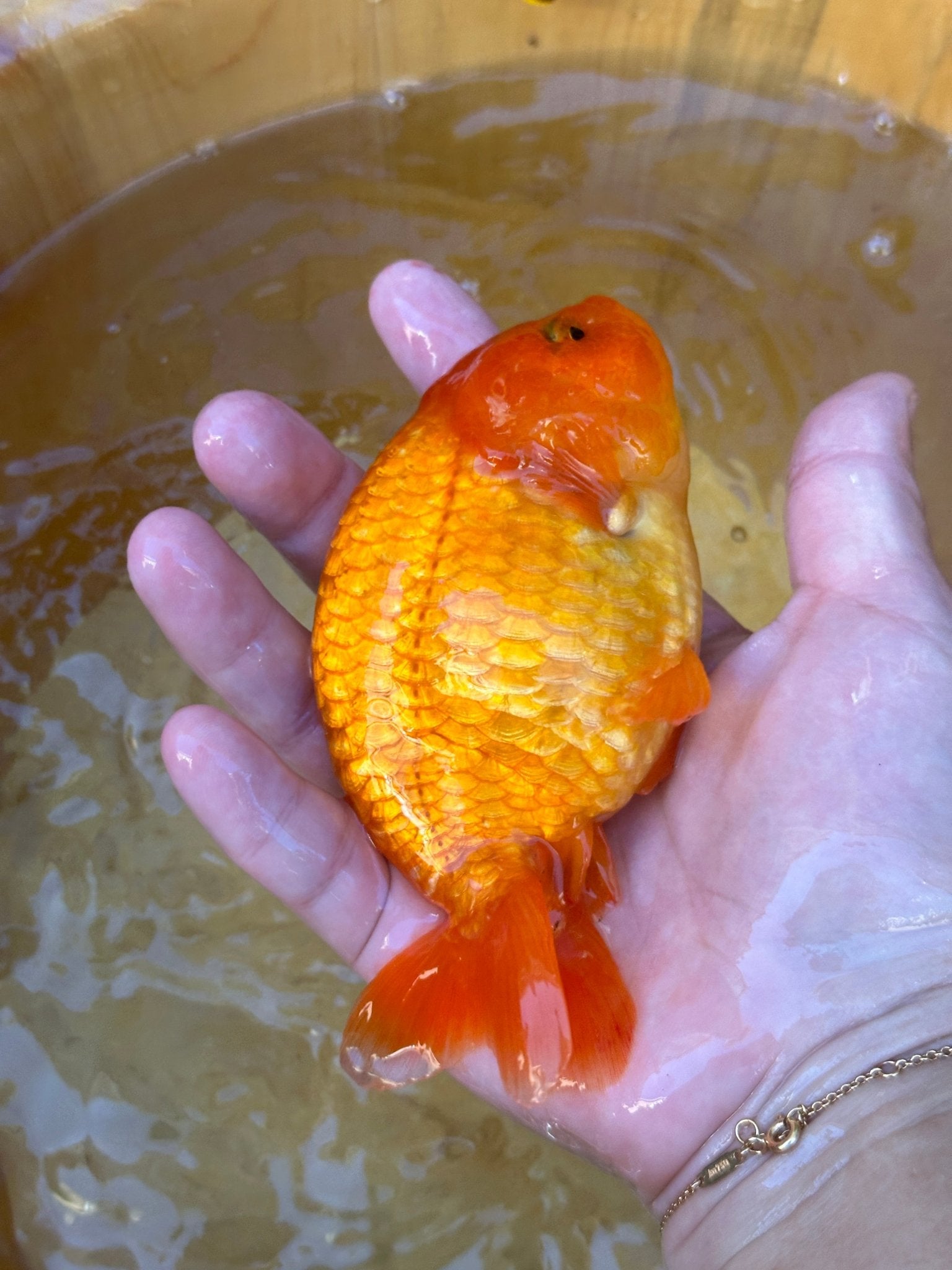 The Fiery Red Ranchu - 4.5 inches - Lunar Fancies