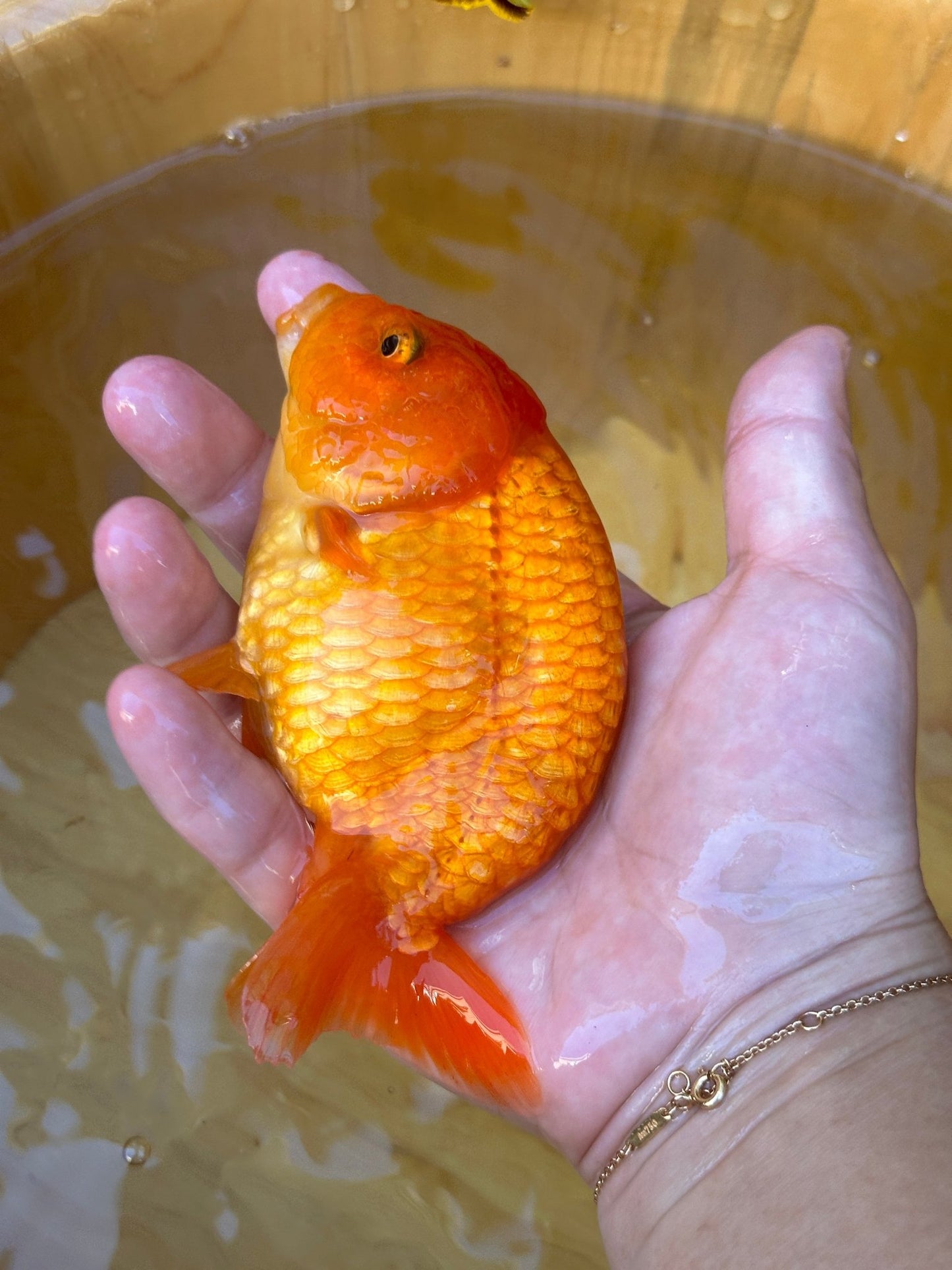 The Fiery Red Ranchu - 4.5 inches - Lunar Fancies