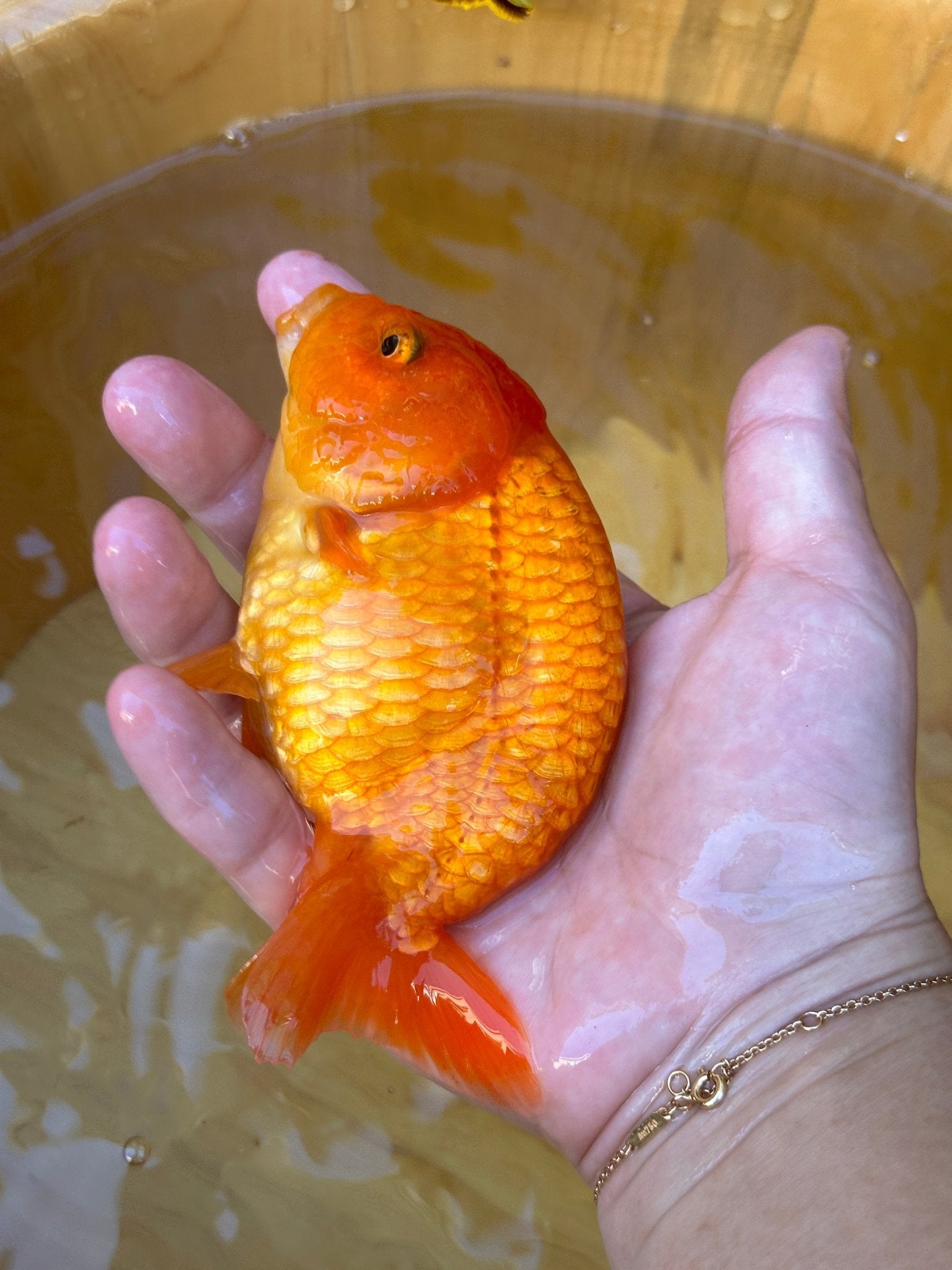 The Fiery Red Ranchu - 4.5 inches - Lunar Fancies