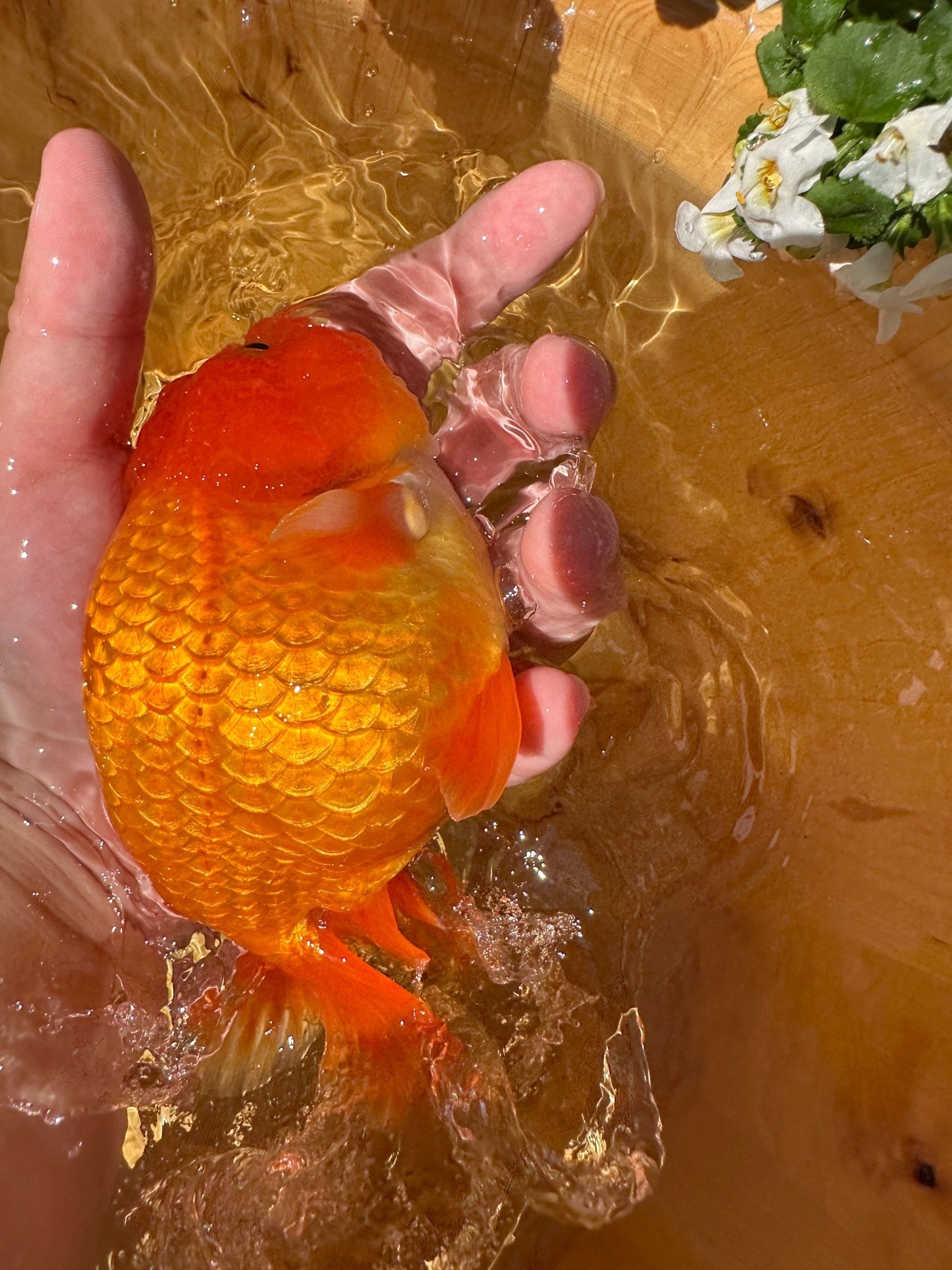 The Fiery Red Ranchu - 5.5 inches - Lunar Fancies