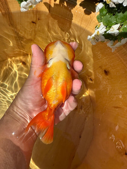 The Fiery Red Ranchu - 5.5 inches - Lunar Fancies
