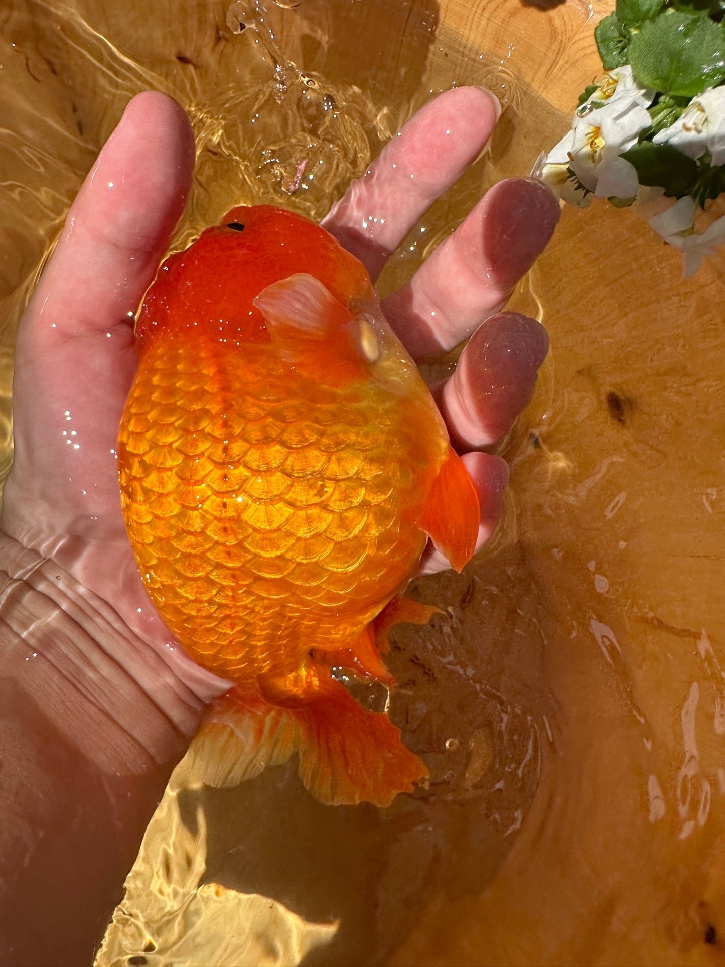 The Fiery Red Ranchu - 5.5 inches - Lunar Fancies