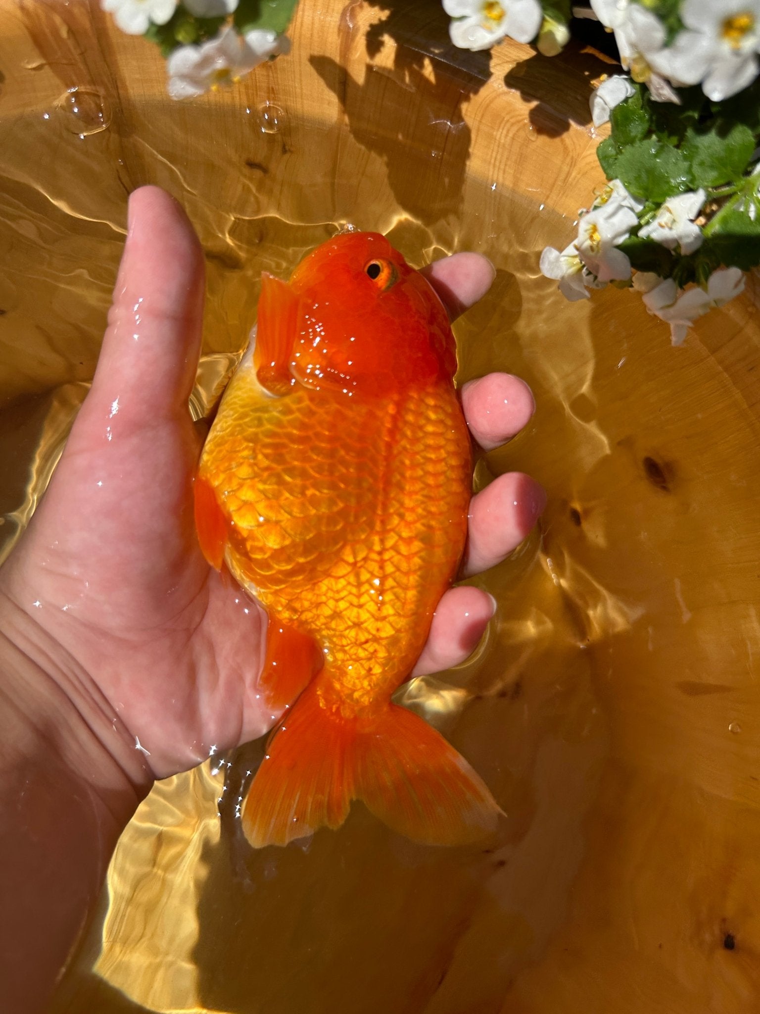 The Fiery Red Ranchu - 5.5 inches - Lunar Fancies