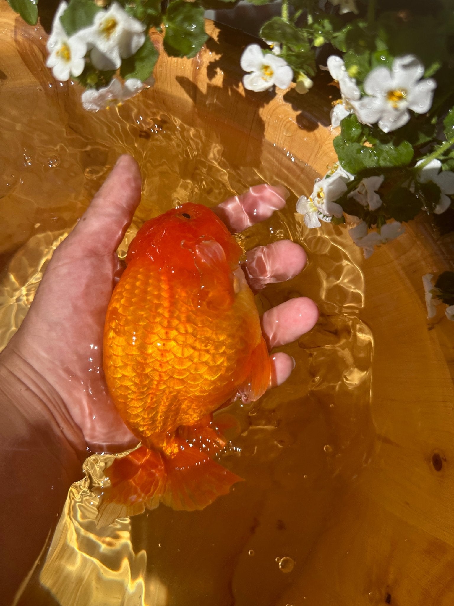 The Fiery Red Ranchu - 5.5 inches - Lunar Fancies