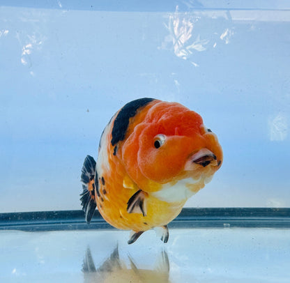 Tiger Ranchu (F, 5'') - Lunar Fancies