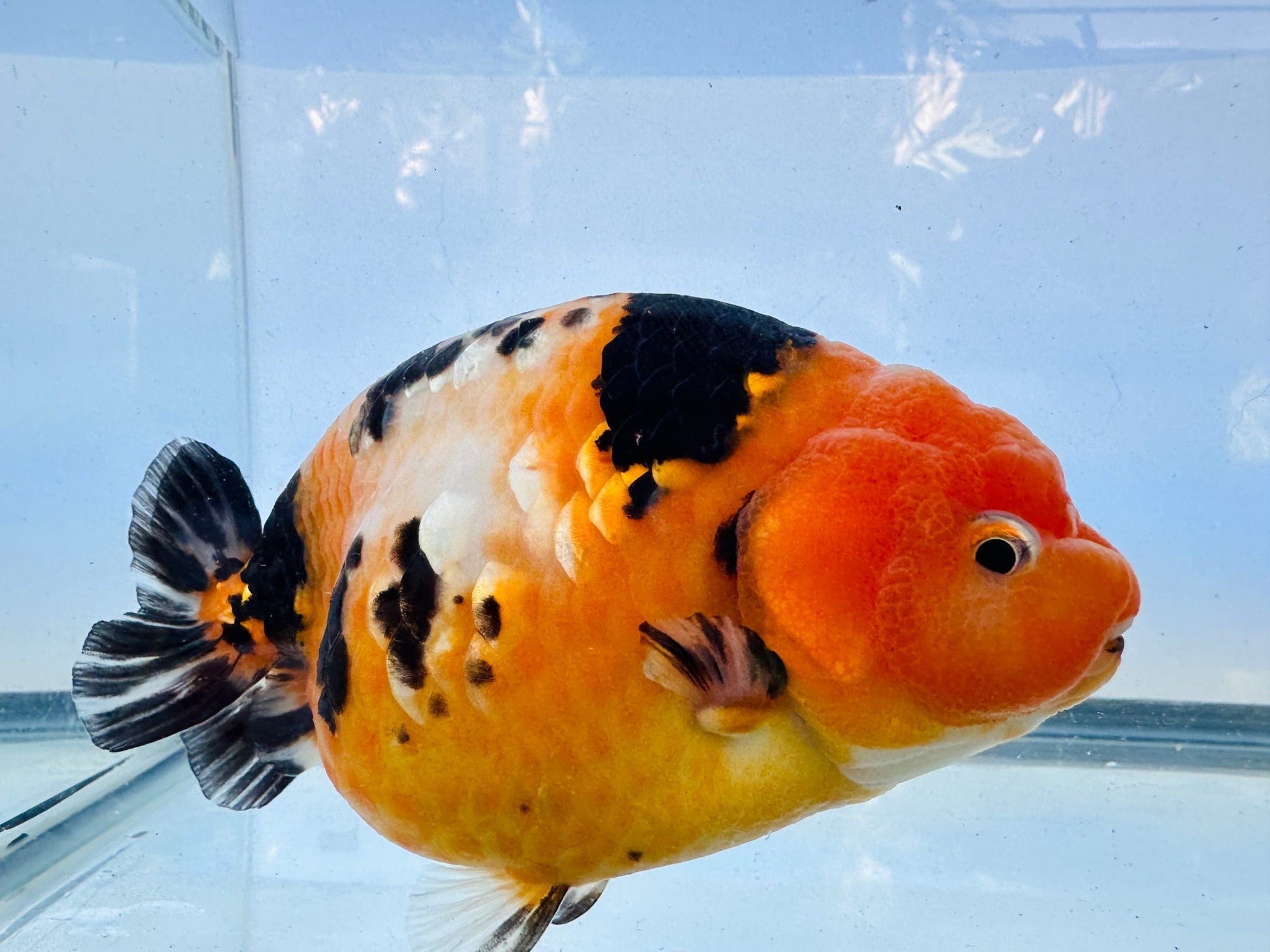 Tiger Ranchu (F, 5'') - Lunar Fancies