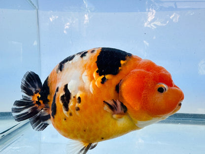 Tiger Ranchu (F, 5'') - Lunar Fancies