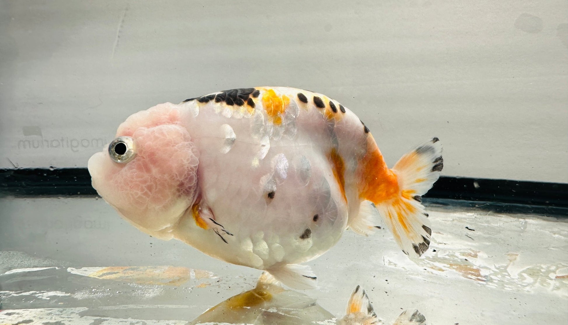 Tri - Color Ranchu (4'') - Lunar Fancies