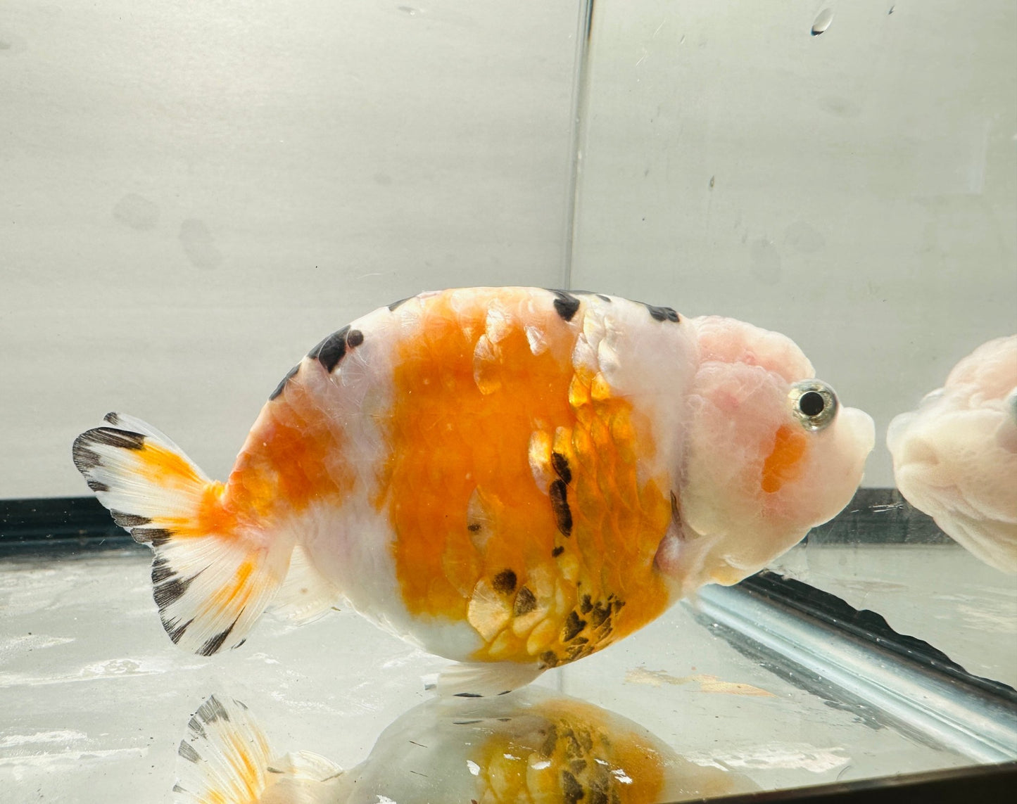 Tri - Color Ranchu (4'') - Lunar Fancies