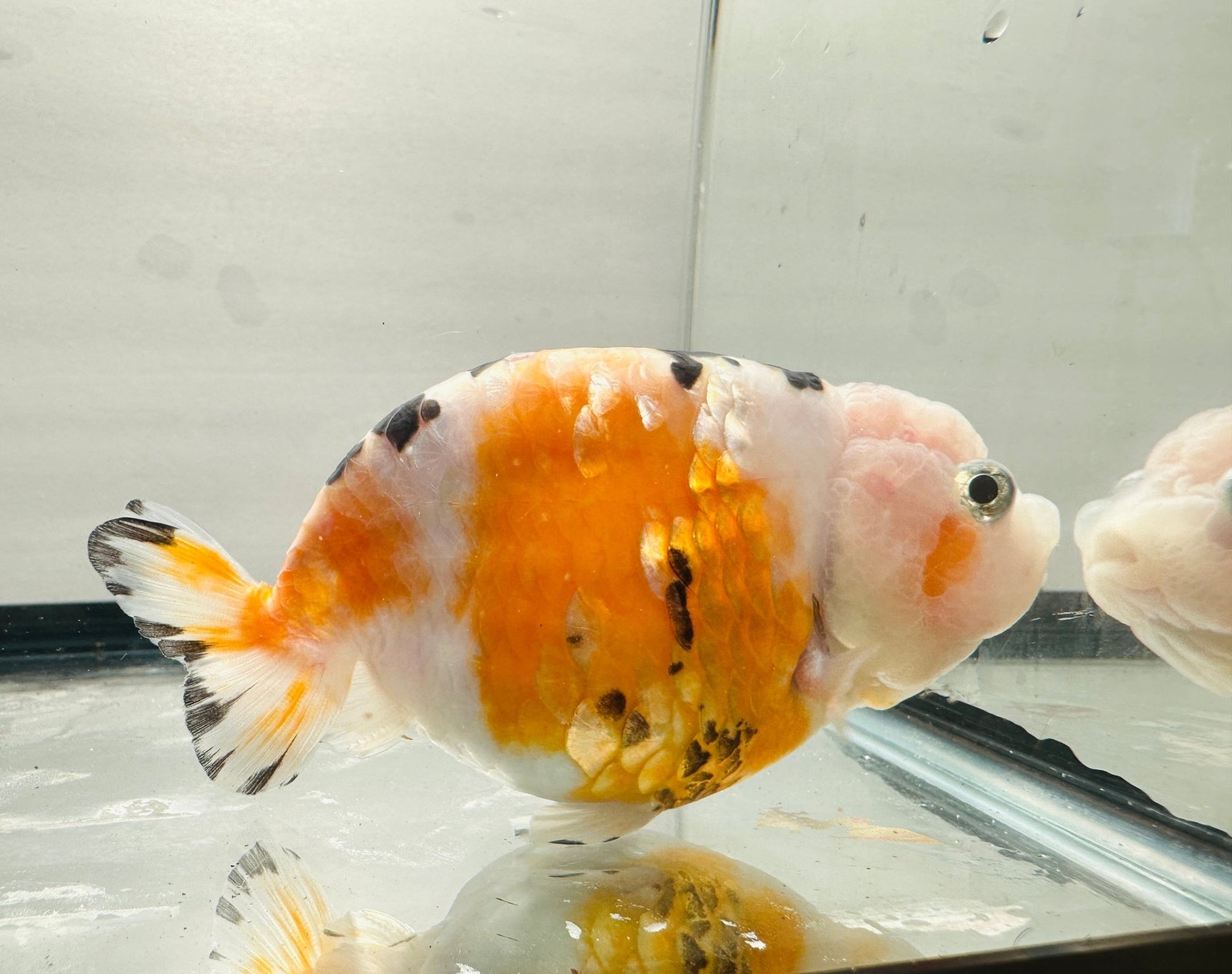 Tri - Color Ranchu (4'') - Lunar Fancies