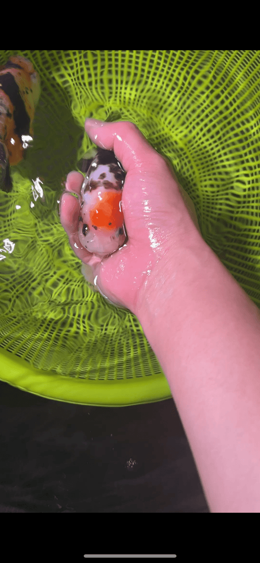 Tri- Color Ranchu - Lunar Fancies
