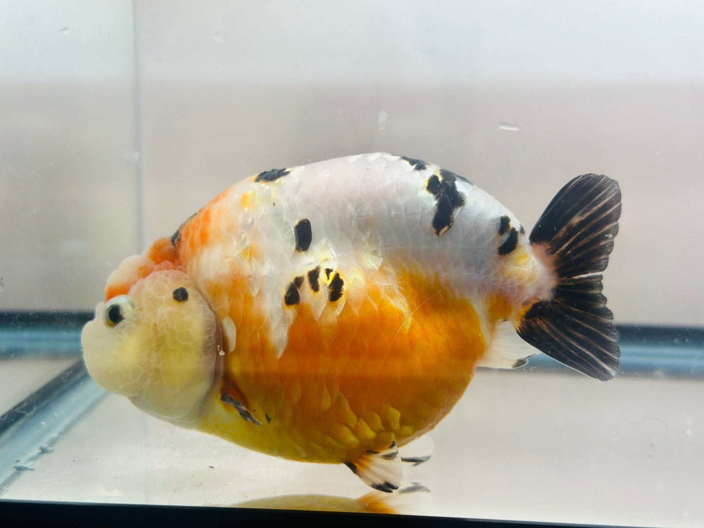 Tri - Color Ranchu (F, 4.5'') - Lunar Fancies