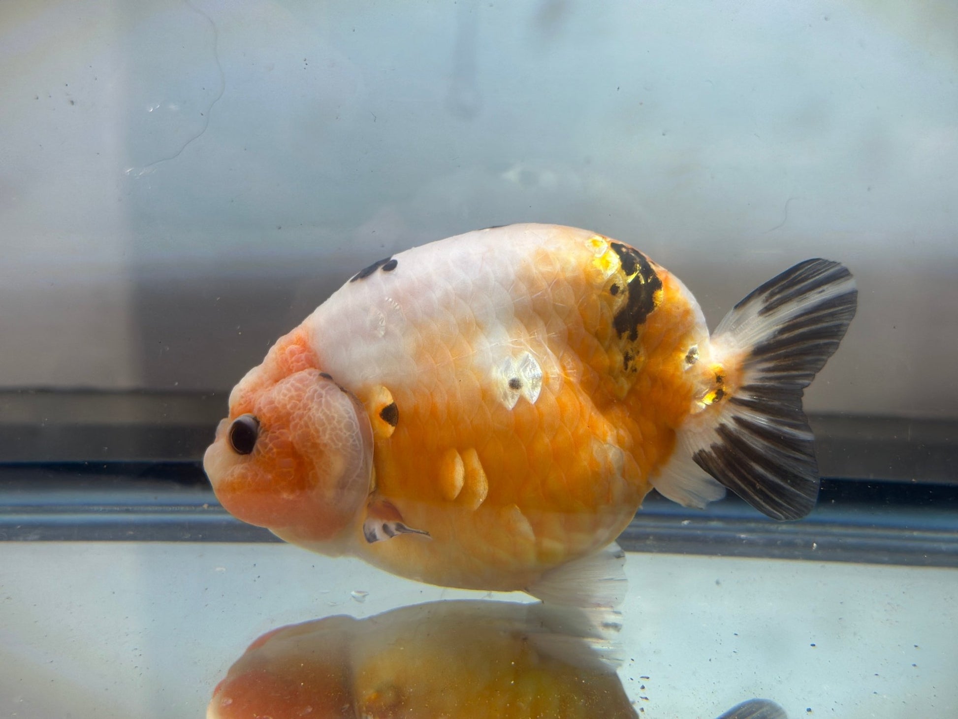 Tri - Color Ranchu (F, 4.5'') - Lunar Fancies