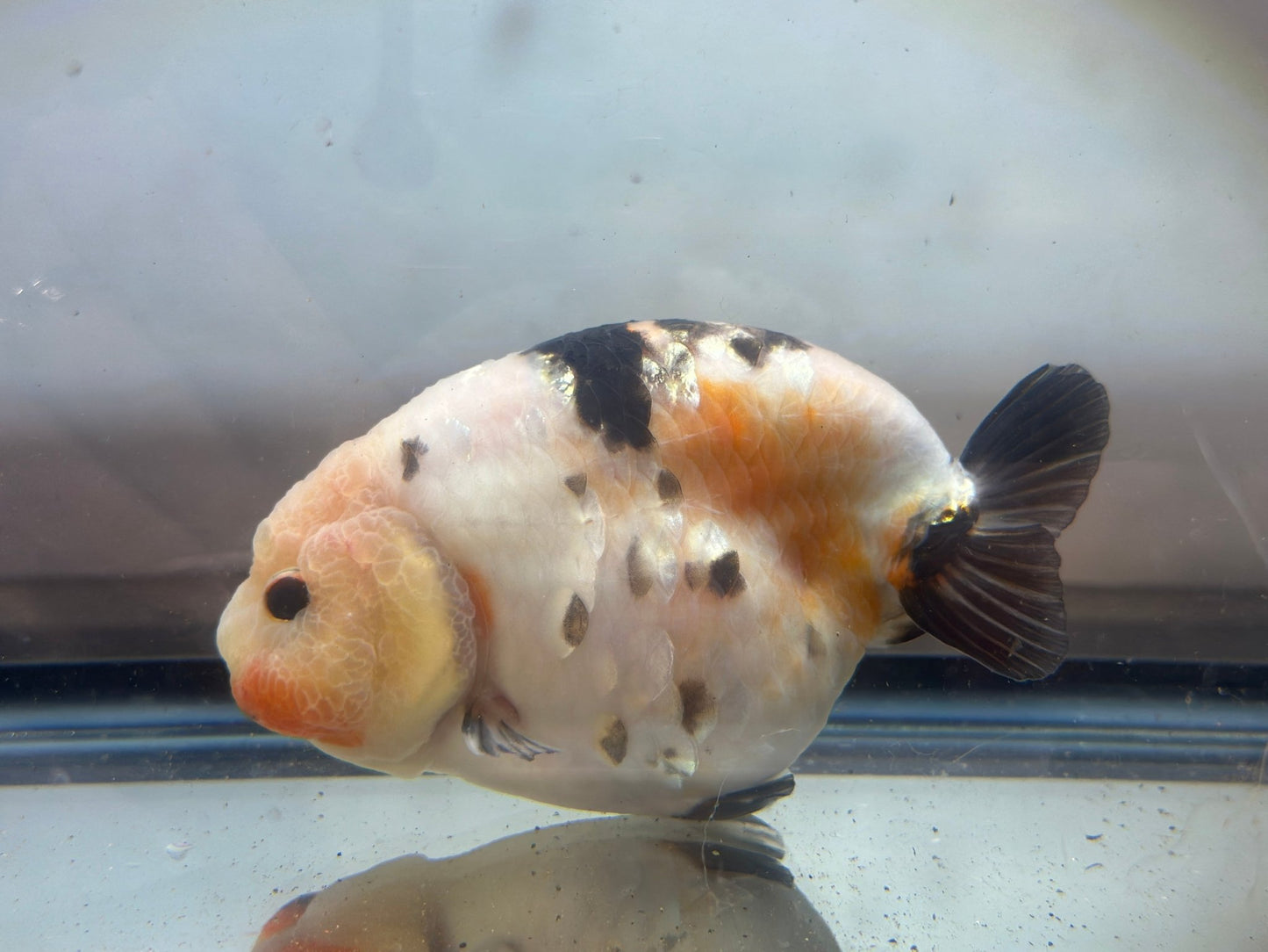 Tri - Color Ranchu (F, 4.5'') - Lunar Fancies