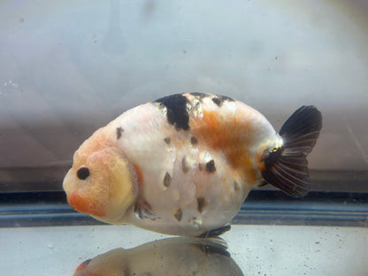Tri - Color Ranchu (F, 4.5'') - Lunar Fancies