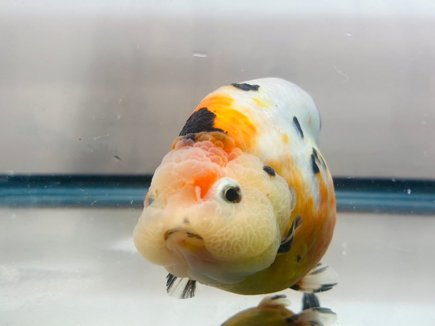 Tri - Color Ranchu (F, 4.5'') - Lunar Fancies