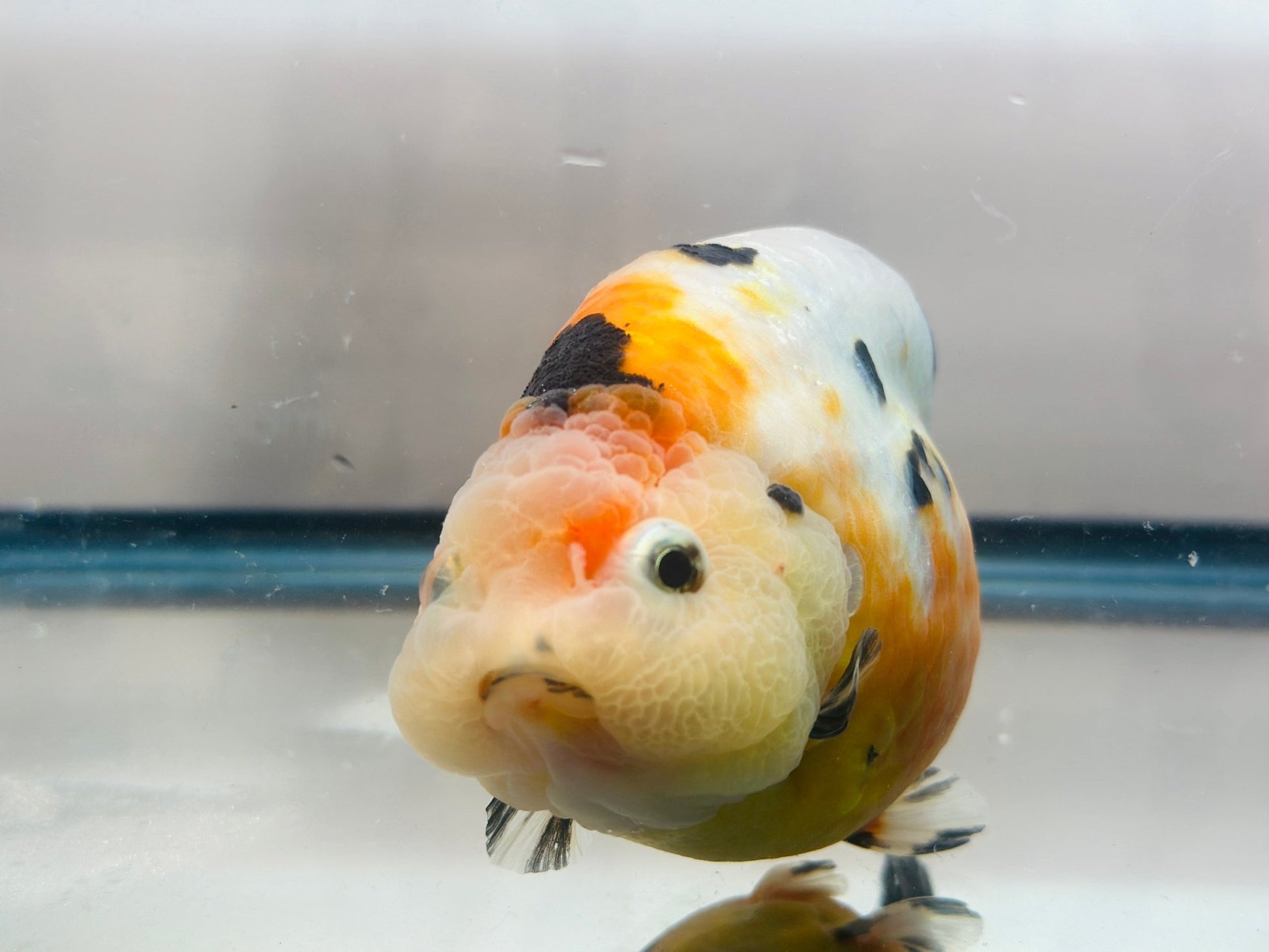 Tri - Color Ranchu (F, 4.5'') - Lunar Fancies