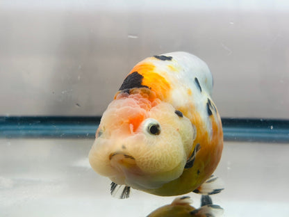 Tri - Color Ranchu (F, 4.5'') - Lunar Fancies