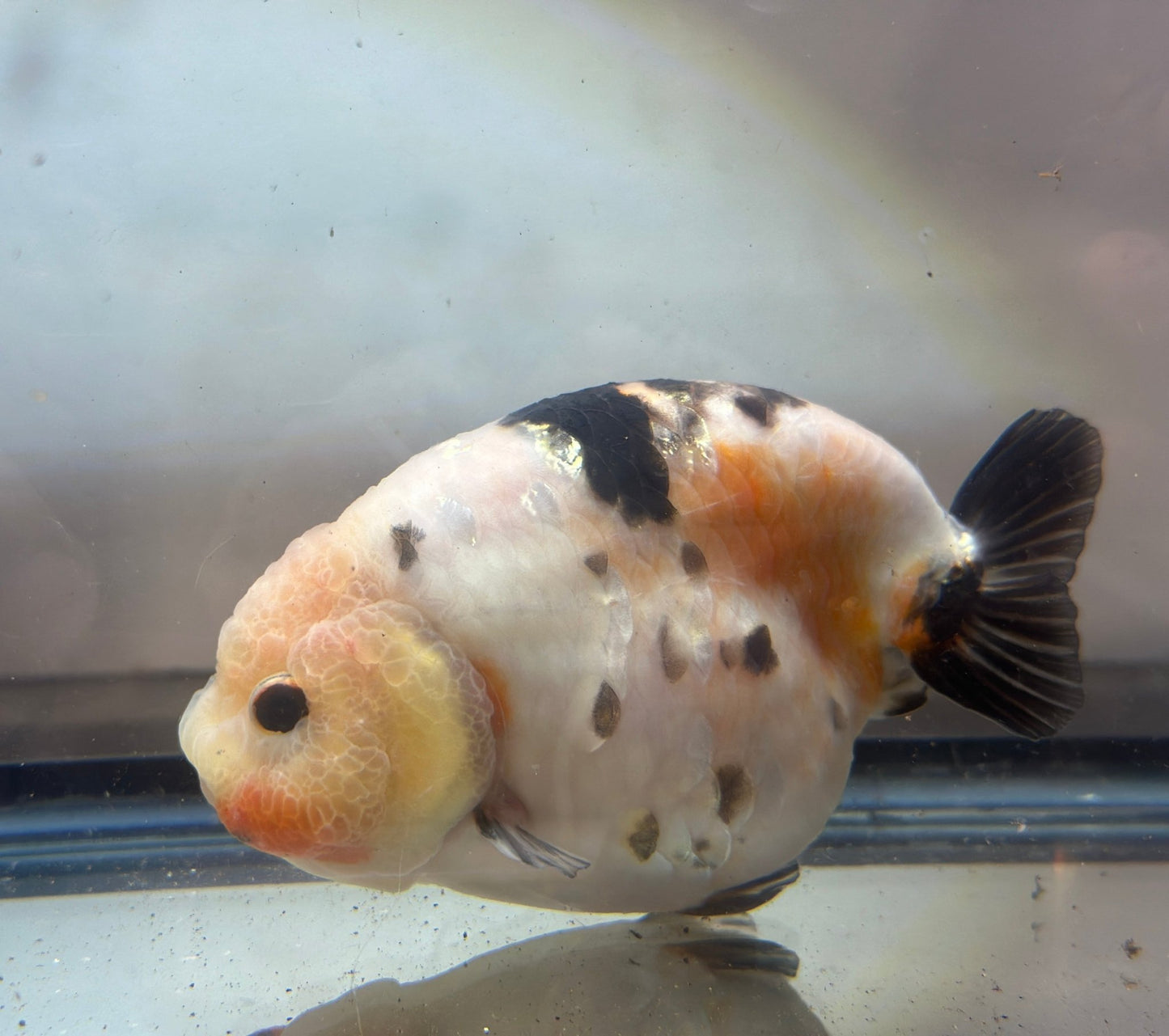 Tri - Color Ranchu (F, 4.5'') - Lunar Fancies