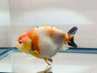 Tri - Color Ranchu (F, 4.5'') - Lunar Fancies