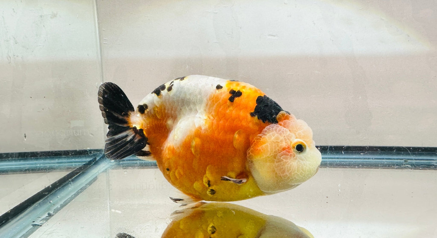 Tri - Color Ranchu (F, 4.5'') - Lunar Fancies