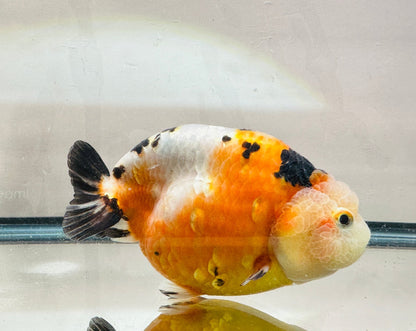 Tri - Color Ranchu (F, 4.5'') - Lunar Fancies
