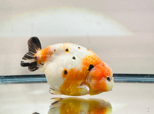 Tri - Color Ranchu (F, 4.5'') - Lunar Fancies