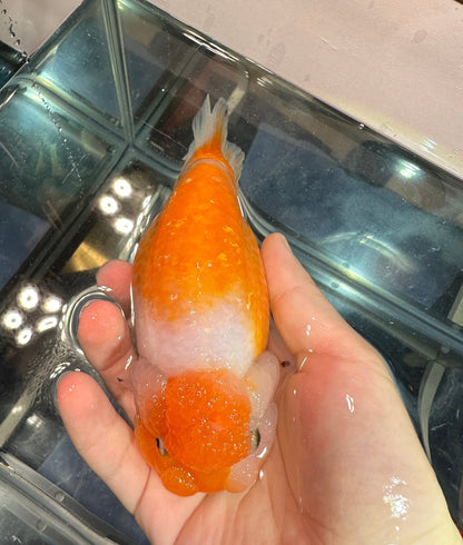 Tri - Color Ranchu (F, 4.5'') - Lunar Fancies