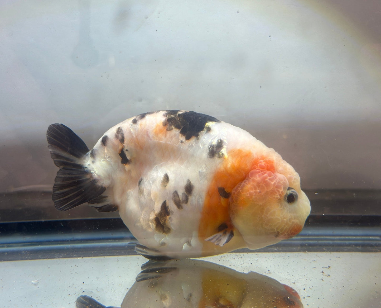 Tri - Color Ranchu (F, 4.5'') - Lunar Fancies