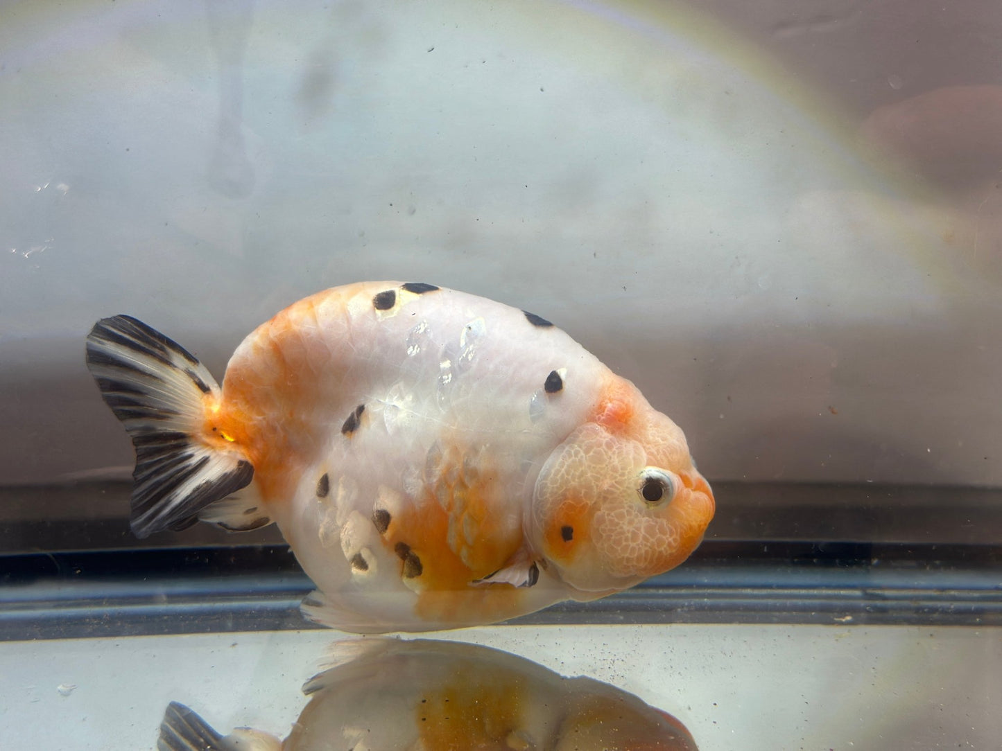 Tri - Color Ranchu (F, 4.5'') - Lunar Fancies