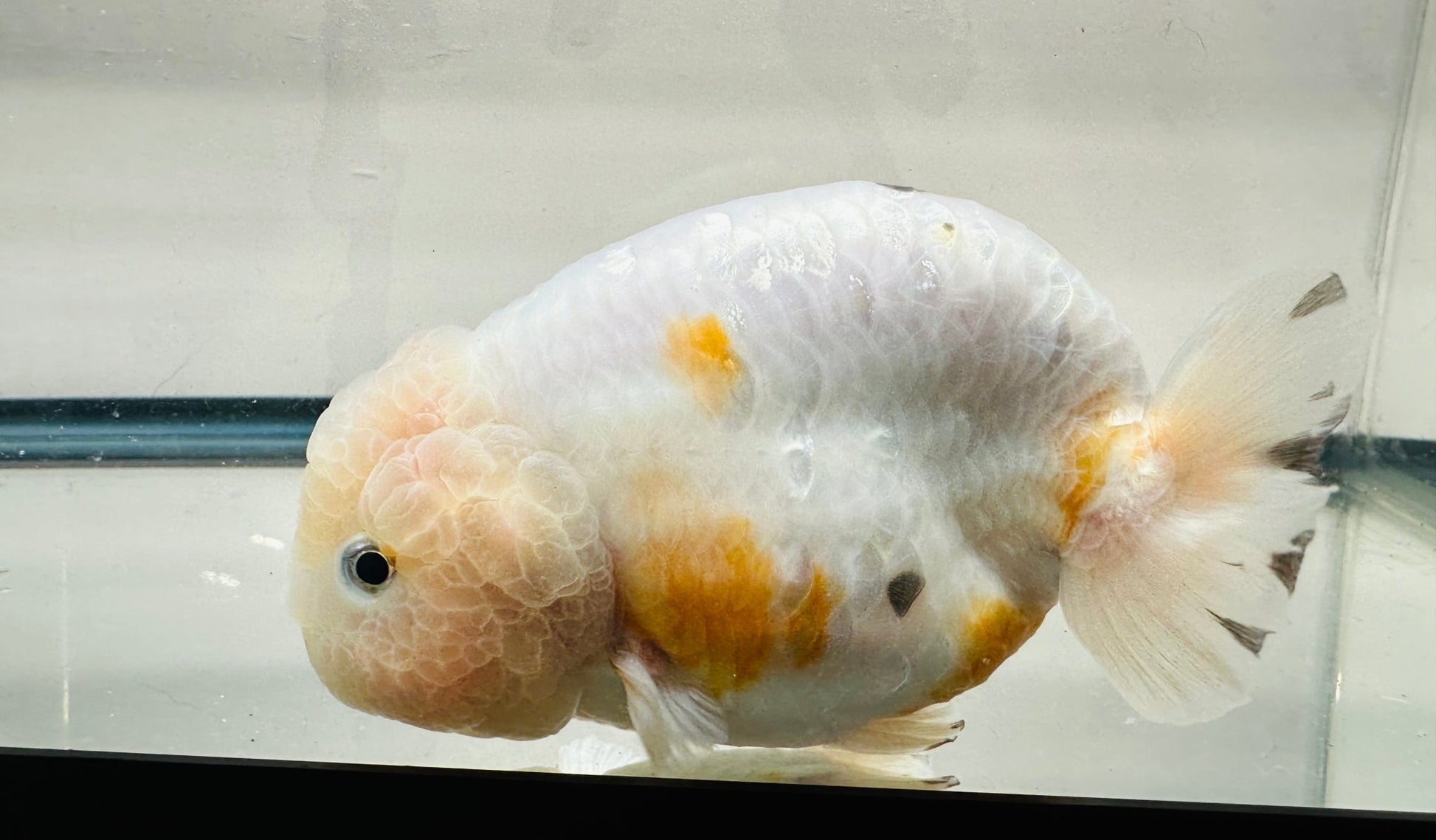 Tri - Color Ranchu (F, 5'') - Lunar Fancies