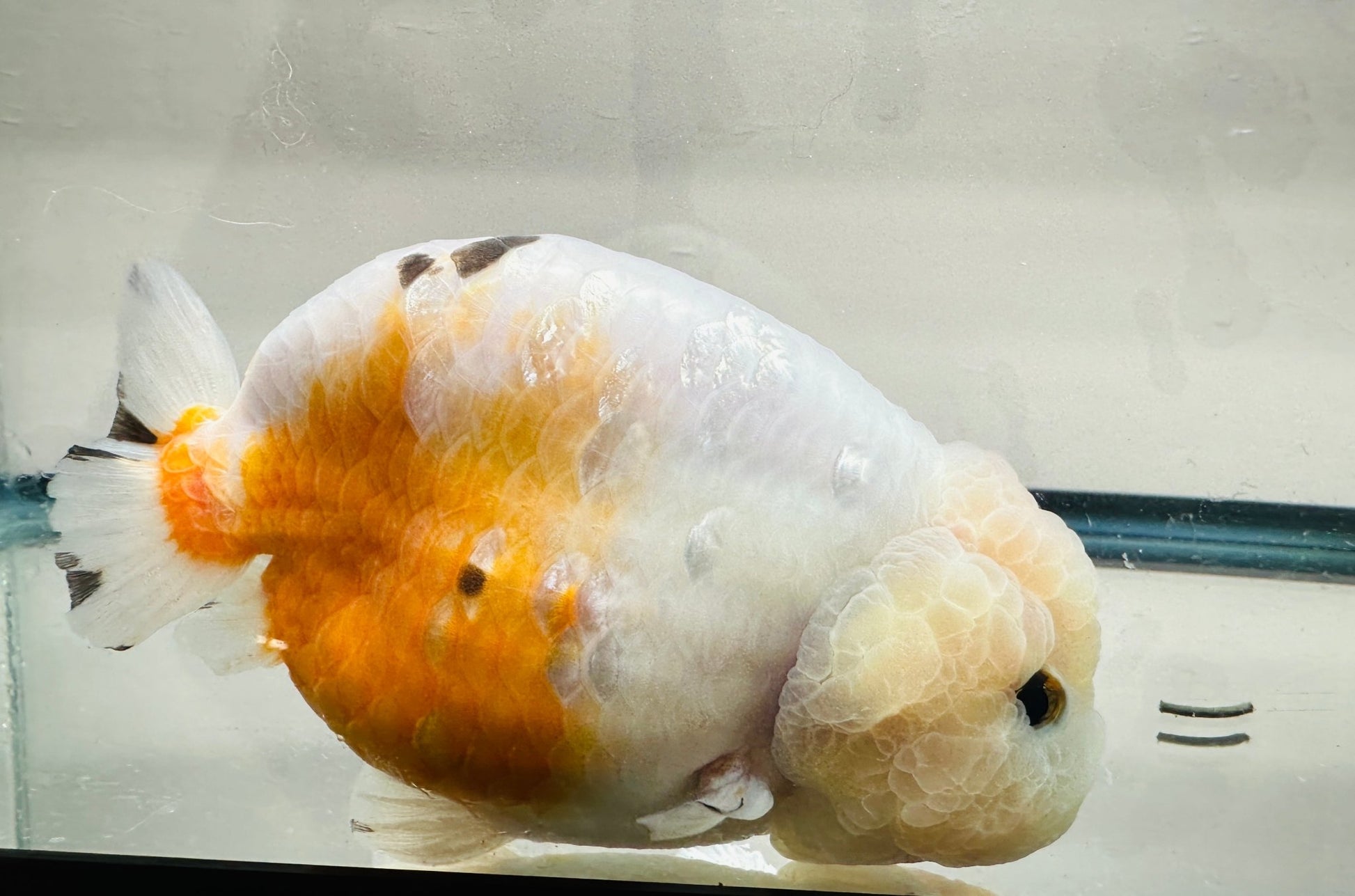 Tri - Color Ranchu (F, 5'') - Lunar Fancies