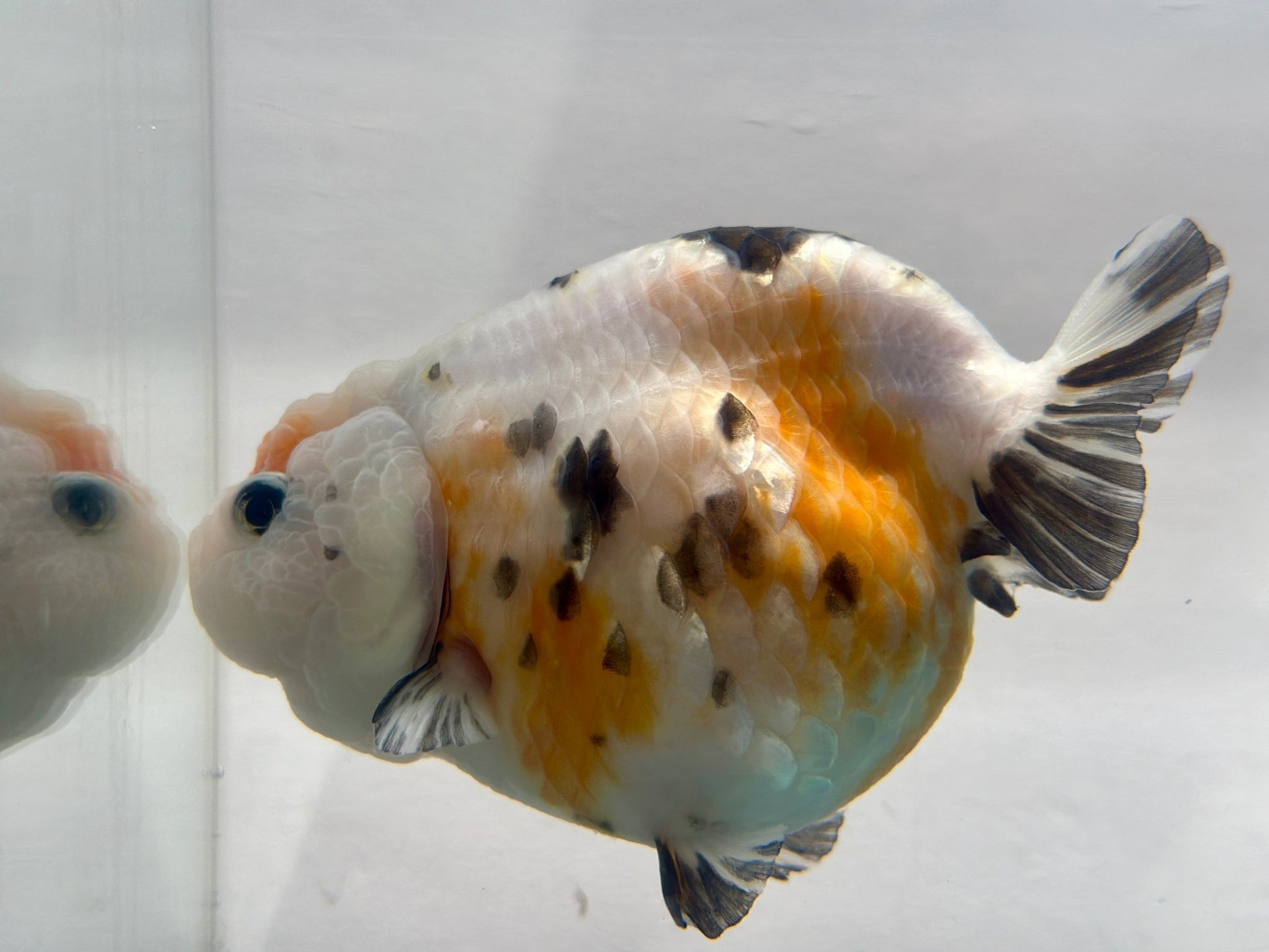 Tri - Color Ranchu (F, 5'') - Lunar Fancies